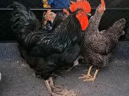 Australorps Gockl - Neustadt (Donau)