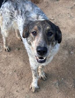 CLODETTE - seidenweiches Fell - Dänischenhagen