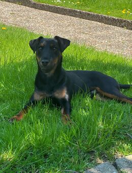 Deutscher jagdterrier rüde zu verkaufen. - Fröndenberg (Ruhr)