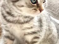 BkH Mädchen reinrassig Silver Tabby , Whiskas - Bodenwerder (Münchhausenstadt)
