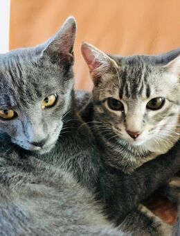 Frodo und Flori suchen dringend ein neues zu Hause - Gerolzhofen Zentrum