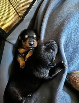 Pinscher-Welpen - Gschwend
