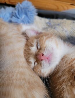 Angora Kitten-Start ins neues Leben - Alheim