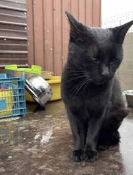 Rony - liebevoller, verschmuster Kater - Idstein