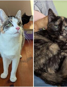 EKH Katzen aus dem Tierschutz - Celle