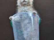 Reinrassige Maine Coon Kitten - Kraja