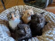 Mai Kätzchen | Mix aus Norw. wald + Hauskatze + Maine coon - Norstedt