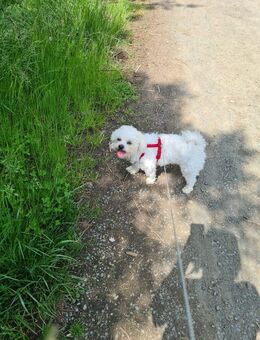 Bichon Malteser Havaneser - Aarbergen