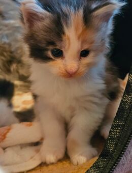 Wunderschöne Maine Coon Kitten mit Stammbaum - Murrhardt