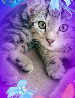 BKH Mix Kitten - Ölbronn-Dürrn
