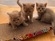Britisch kurzhaar kitten - Hamburg Harburg