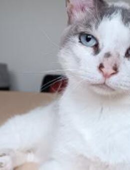 Duquesa - gesellig und anhänglich - Wilhelmsfeld