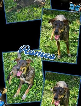 Romeo möchte endlich ausreisen - Nürnberg