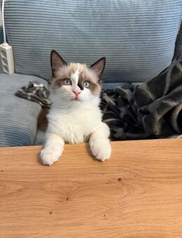 Ragdoll Kater sucht tolles Zuhause - Berlin