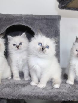 Heilige Birma Kitten - Ingolstadt