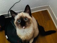 Drei liebevolle Ragdoll-Mix Kätzchen bereit für ein neues Zuhause - Kiel