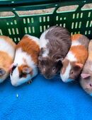 Süße Meerschweinchen suchen ein schönes neues liebevolles Zuhause in 07613
