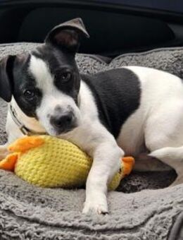 süßer Jack-Russel Amigo - Berlin