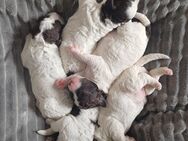 Lagotto - Königs Wusterhausen