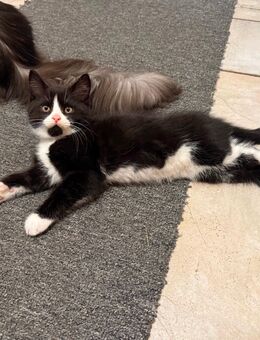 Maine coon Persa mix - Friesoythe Zentrum