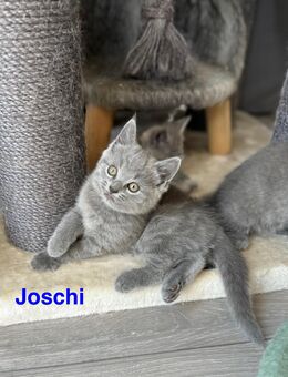 4 BHK Kitten-Mai Kätzchen ab August abzugeben - Müden (Aller)