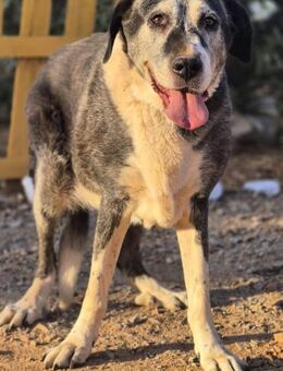 Sansa ist gutmütig und sanft - Tübingen