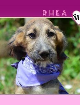 💜 RHEA - KANN ICH DEINE LIEBE GEWINNEN? - Alfeld (Leine)