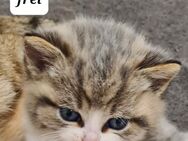 BKH Kitten 1Männchen frei - Köln