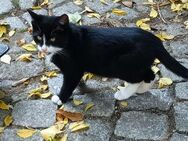 Herbstkatzen und Kater 2024 und 2023 zu verkaufen - Meißen