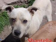 SHANTELLA ❤ sucht Zuhause/Pflegestelle - Langenhagen