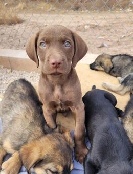 Liebevoller Pepper sucht seine Familie - Wöllstadt