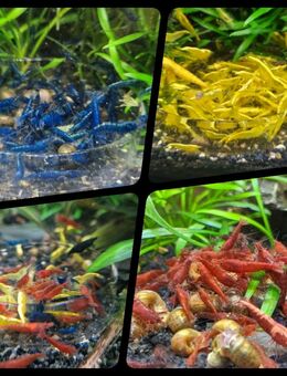 Neocaridina Garnelen - Wetzlar