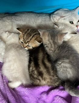 4 BKH Kitten 12 Wochen alt, sie dürfen ausziehen - Oberboihingen