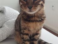 Mini Leopard sucht ein neues Zuhause Bengal Katze Kitten Kater - Essen Zentrum