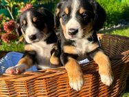 Entlebucher Sennenhund Welpen, noch 4 geblieben, Rest reserviert - Etzbach