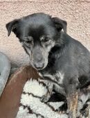 Unsere Lola sucht ein liebevolles und ruhiges Zuhause in 01067