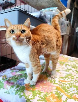 Paloma aus dem Tierschutz - Grevenbroich