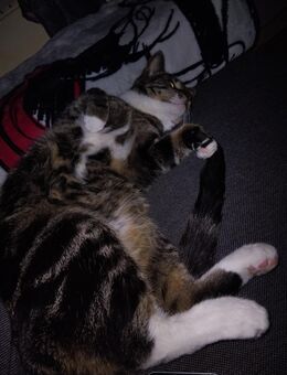 Liebevolles zuhause gesucht - Leck