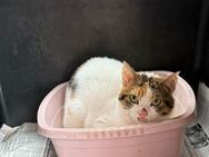 Pinky aus dem Tierschutz - Grevenbroich
