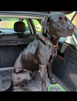 Welpen bullador , welpe, Labrador mix - Lamstedt