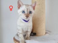 Snow Lynx Bengal Kitten - Essen
