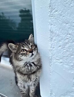Kitten zu verkaufen - Babykatze EU Kurzhaar Tiger - Ostrach