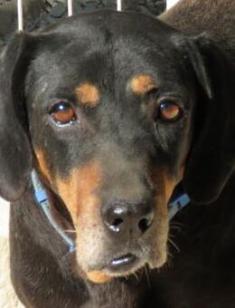 Rover -zurückhaltend und ruhig- - Oldenburg