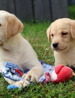 Labrador Welpen reinrassig mit Ahnentafel aus liebevoller Hausaufzucht - Eichenzell