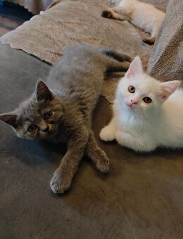 Hübsche BKH & Persische Langhaar Mix Kitten – auf der Suche nach einem liebevollen Zuhause - Bonn