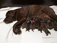 Braune Labradorwelpen, mit Ahnentafel, Hausaufzucht - Iserlohn