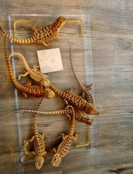 Farbbartagame Jungtiere ( pogona vitticeps) NZ 07 2025 - Offstein