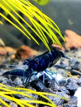 ❗ Blue Dream Blue Velvet Blau Garnelen GRATISBEIGABE❗ - Bad Honnef Zentrum