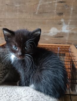 Babykatze, Kitten, weiblich, Katzenbaby schwarz/ weiß - Zwönitz