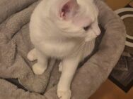 Katze abzugeben - Leck